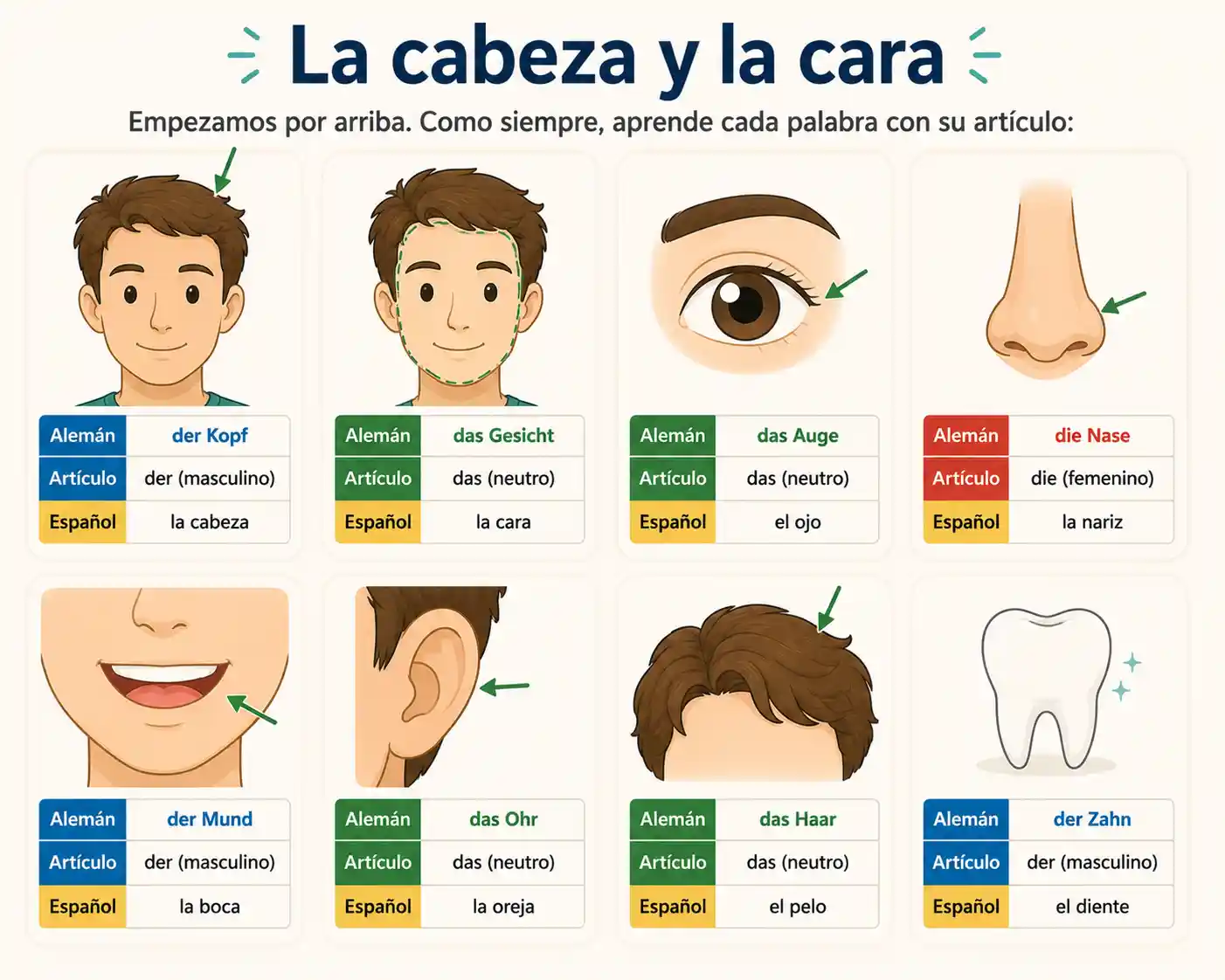 La cabeza y la cara en alemán: der Kopf (la cabeza), das Gesicht (la cara), das Auge (el ojo), die Nase (la nariz), der Mund (la boca), das Ohr (la oreja), das Haar (el pelo) y der Zahn (el diente)